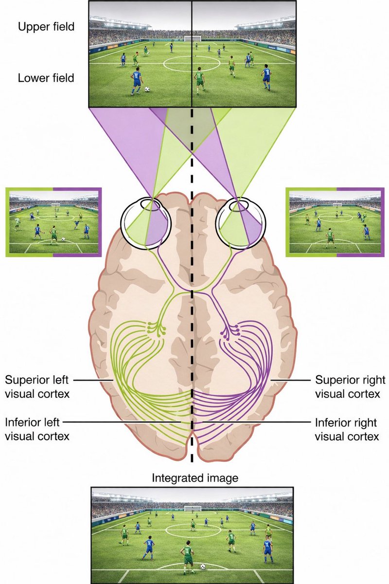 🧵 VISIÓN PERIFÉRICA EN DEPORTE: QUÉ ES (Y QUÉ NO ES)
 La visión periférica no depende de "un ojo u otro". Depende de cómo el cerebro integra la información de ambos campos visuales.
No vemos con los ojos. Vemos con el cerebro.