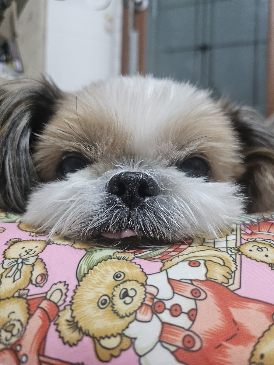 개다래 tweet media