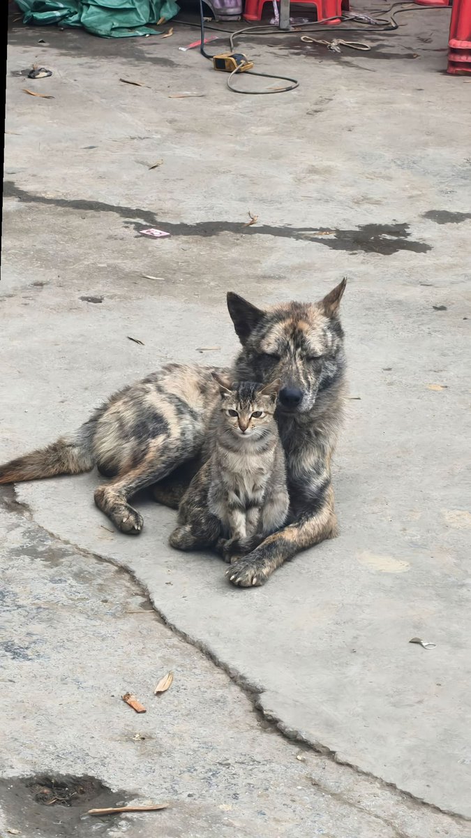 HKCutePets's tweet image. When you find your safe place in the chaos of the world ❤️
This dog and kitten have each other, and that's enough.
#DogAndCat #UnlikelyFriends #CuteAnimals
