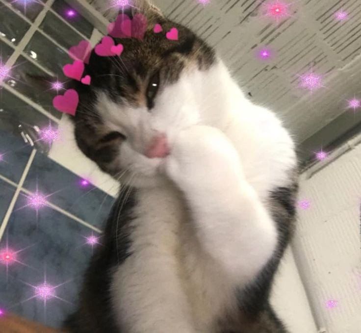 기타 🪷 (slow resp) tweet media