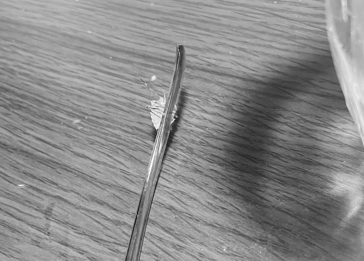 原ONE縞稿 tweet media