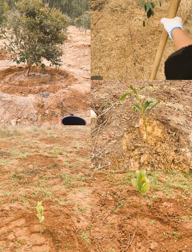 Ani🤝RIA Happy Lisa day🥰🛡🍀🌟✨ 👩‍🔬🎧ྀི tweet media