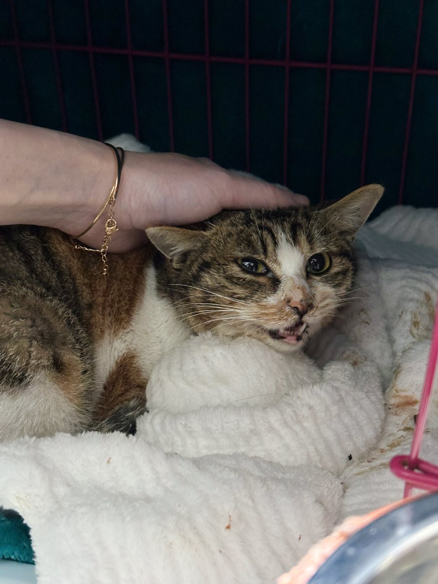 Boooo波妞! tweet media