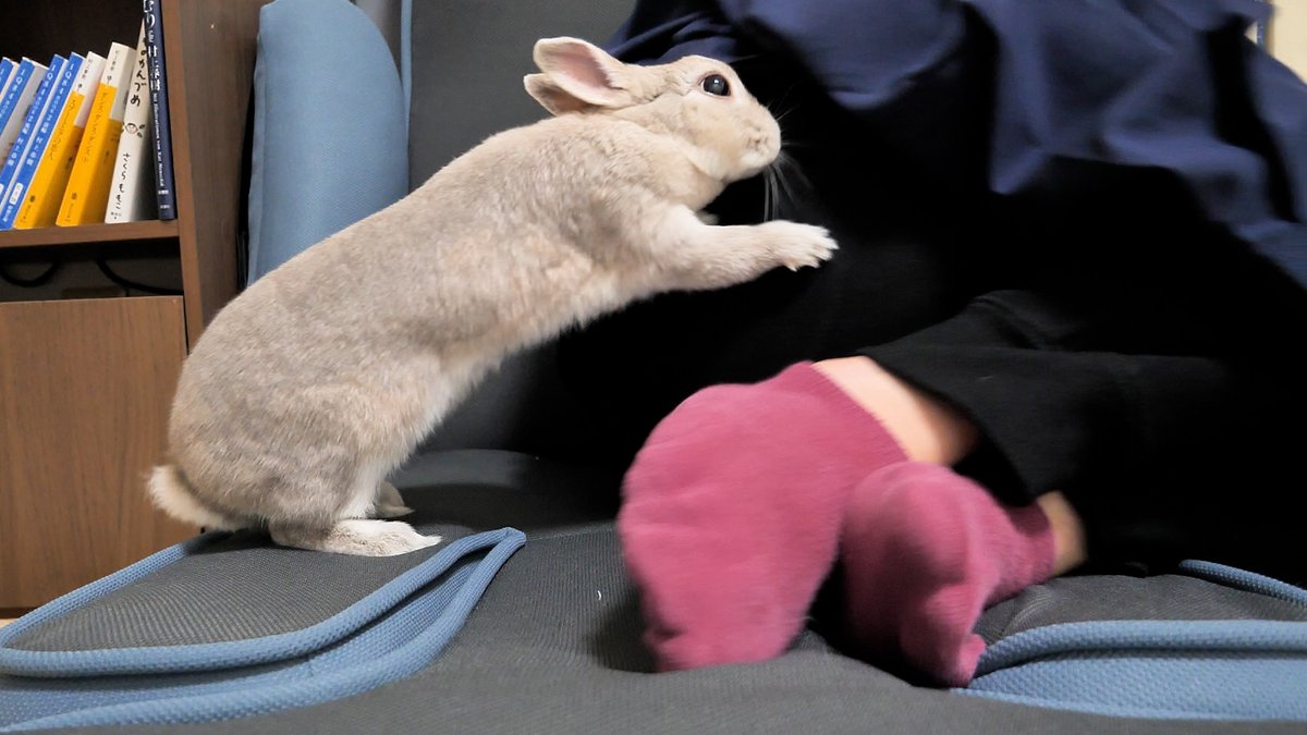 コガラナ天パのうさハムch tweet media