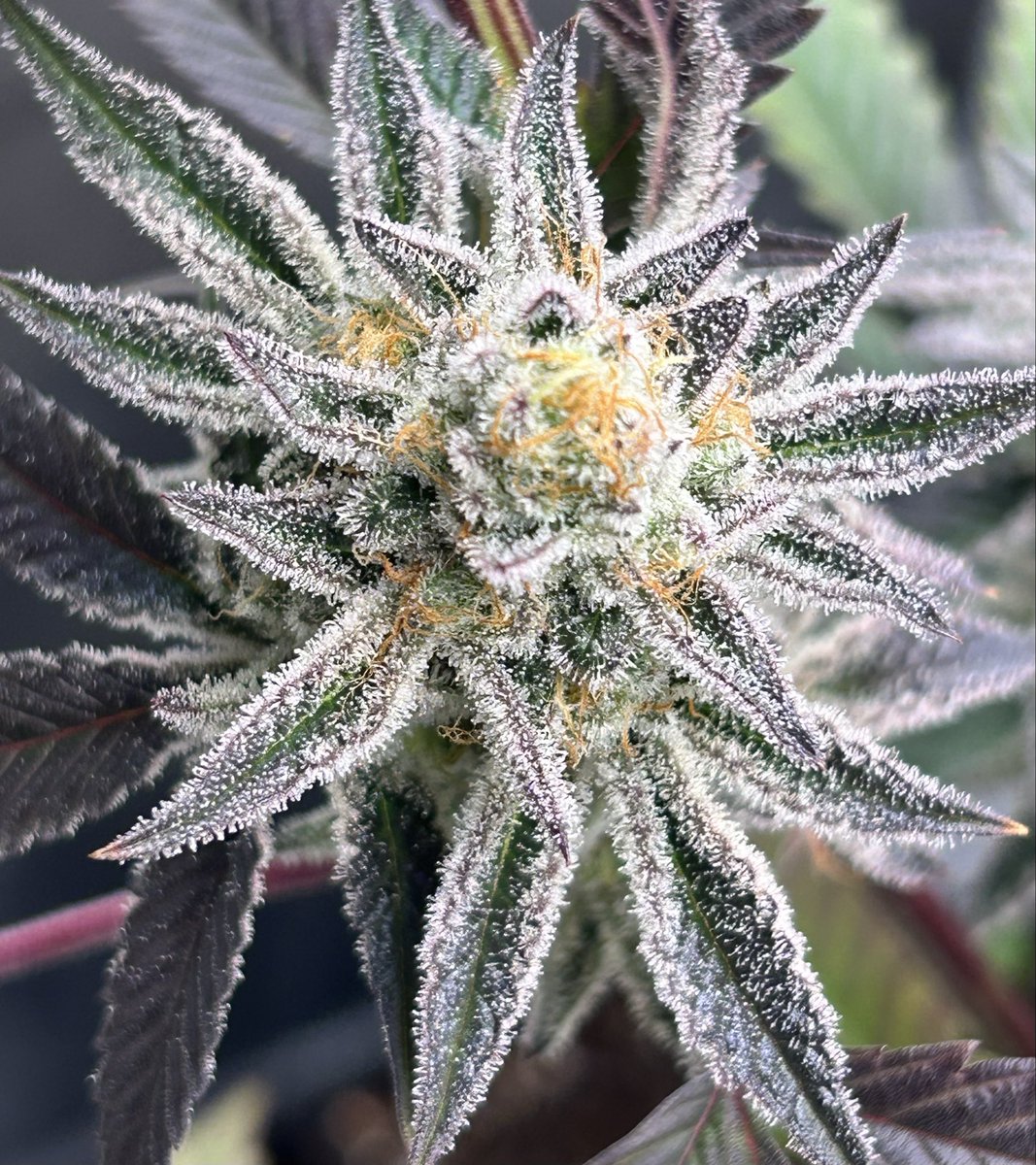 Cabin Early tweet media