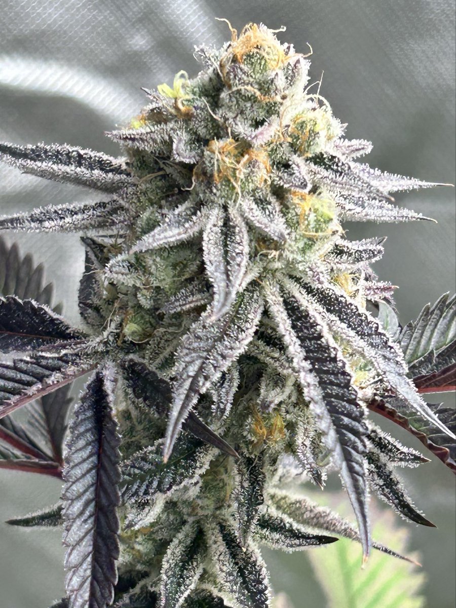 Cabin Early tweet media