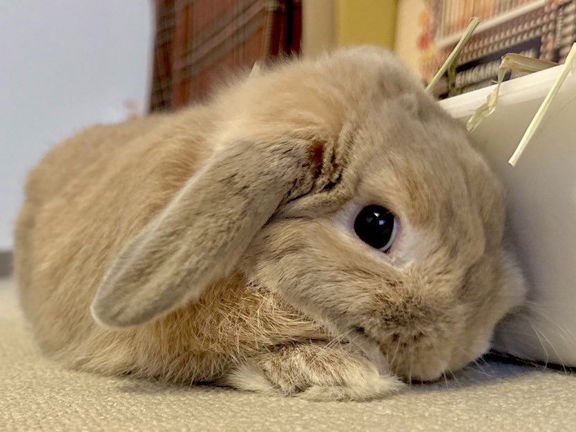 おいしいプリン tweet media