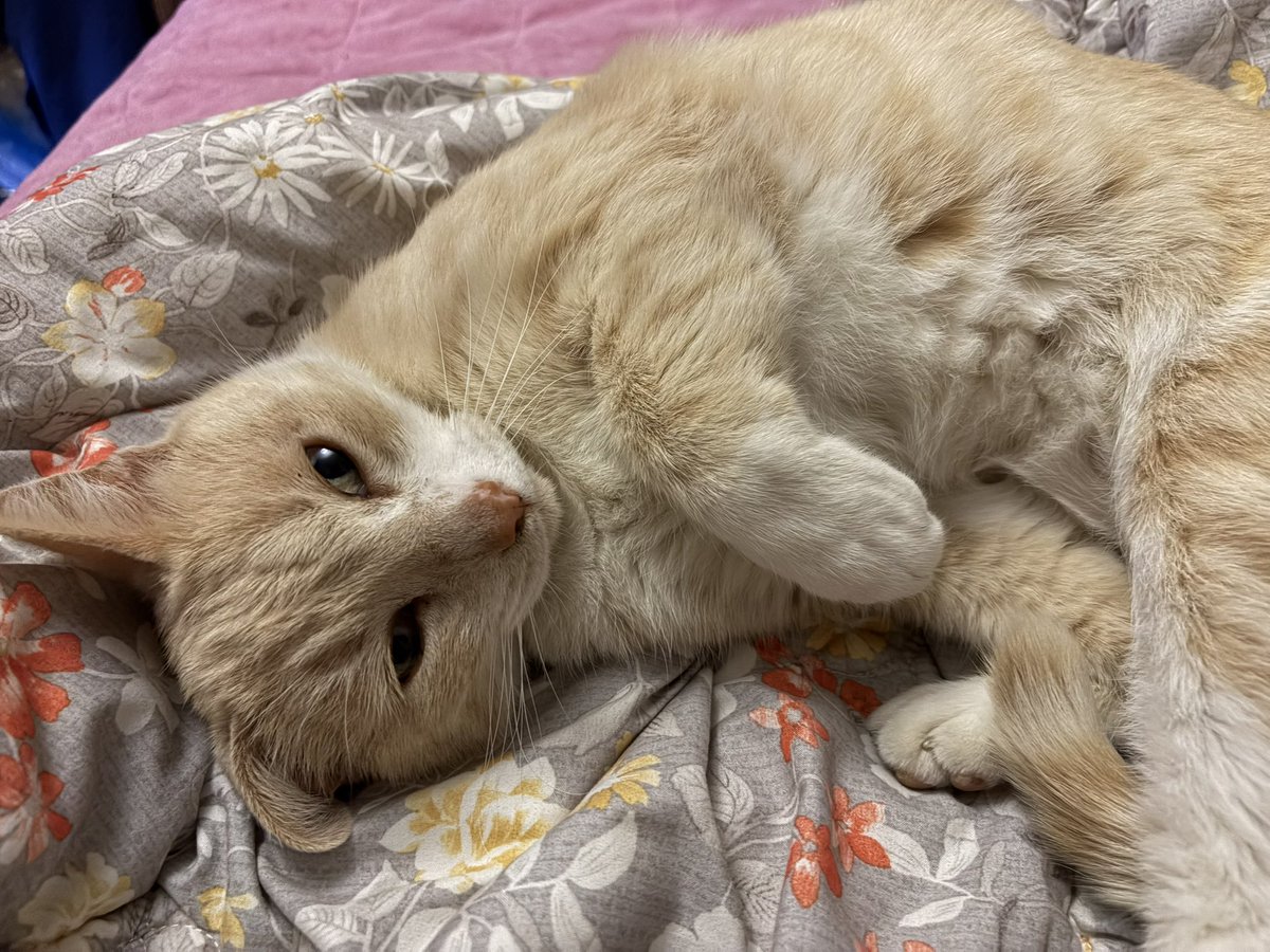 대파대파 tweet media