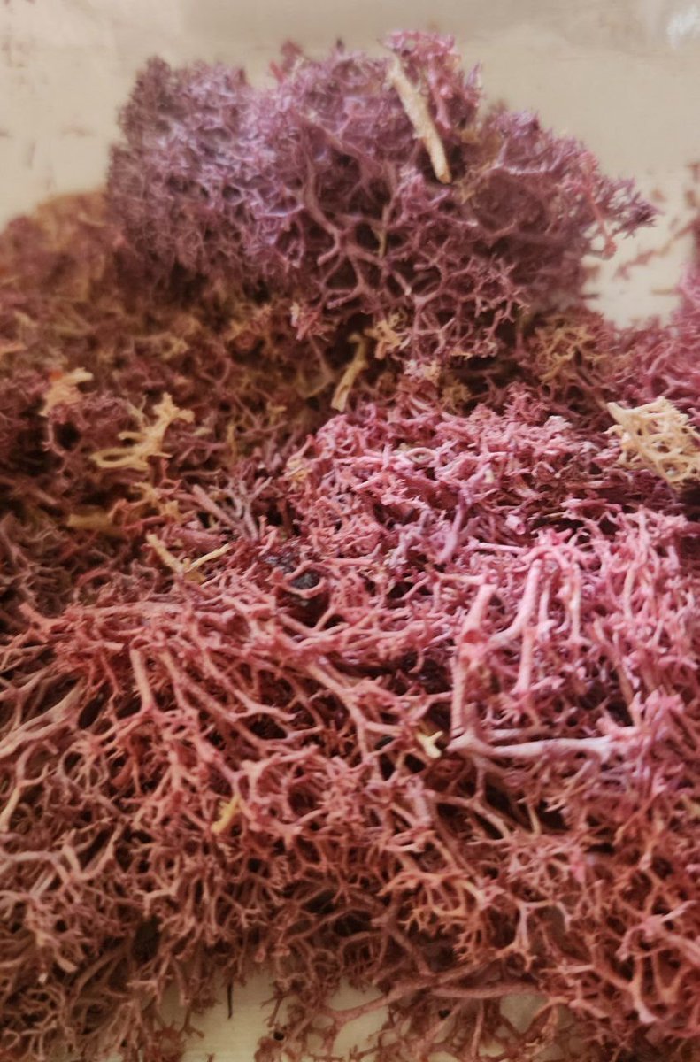 MordredPenX tweet media