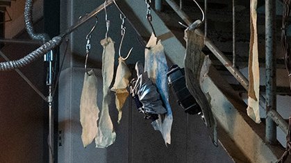 かえでJP【KaedeJP】 tweet media