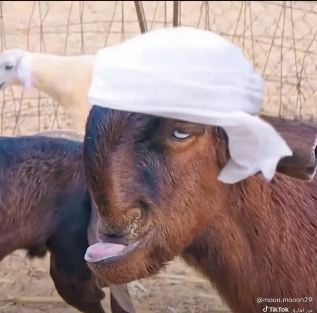 وسن الشيخلي tweet media