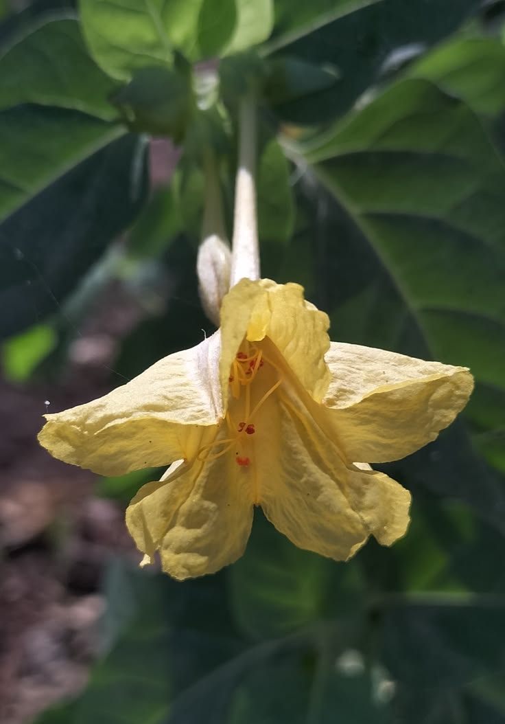 Naturepathway's tweet image. : Found a little bit of magic in the backyard today. Sometimes the best therapy is just a long walk and a fresh breeze. 
​#NaturePhotography #FlowerPower #InFullBloom #WildAndFree #BotanicalJoy #EarthFocus #QuietMoments