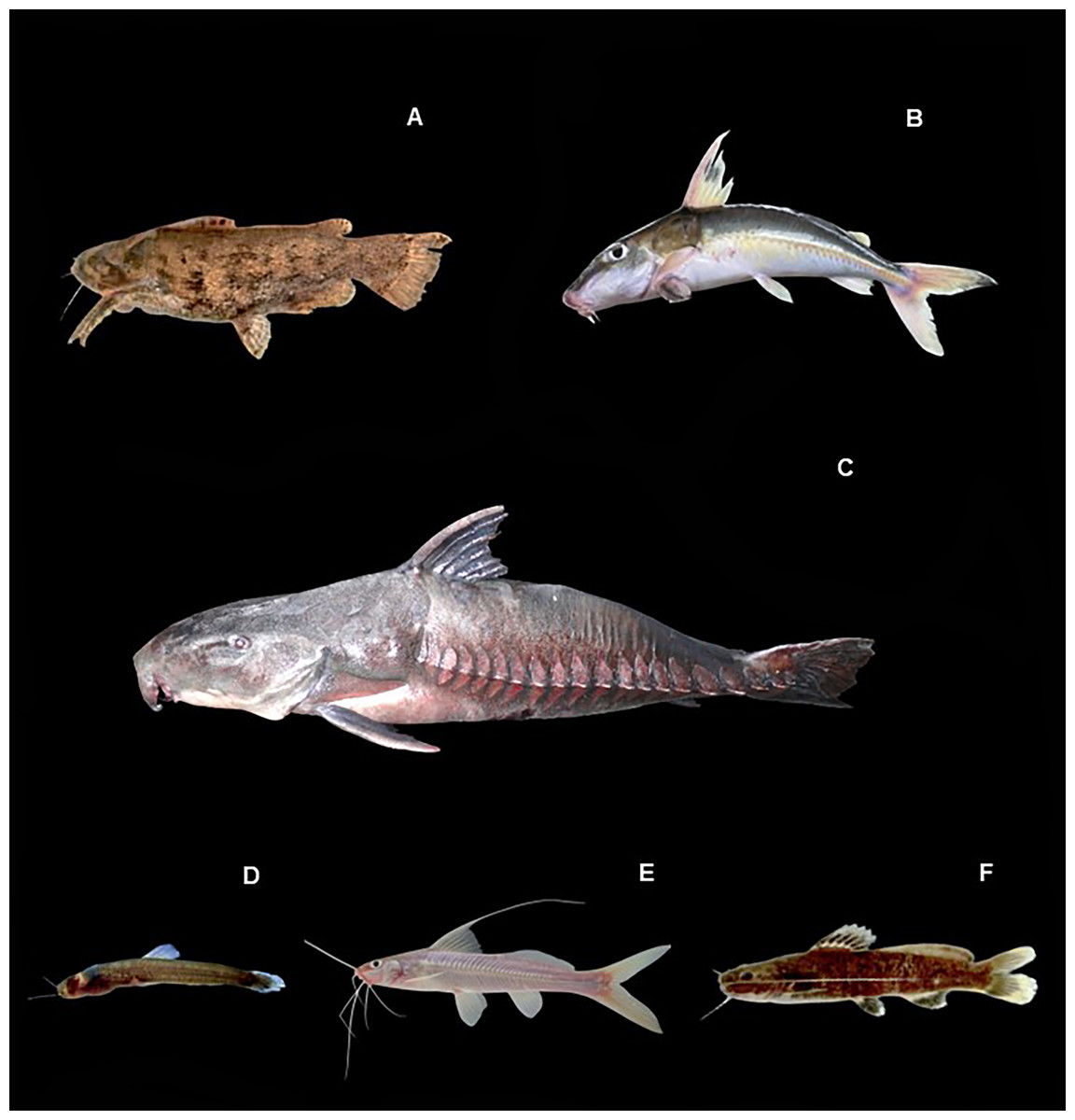 INABIO.EC tweet media