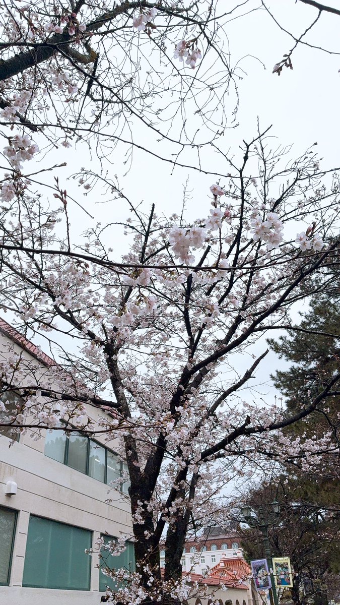kakkyrabbit's tweet photo. 先日、数年ぶりにムラで観劇してきました🌸12年前に2年間住んでいたので、多少変わったところはあってもまだ故郷感のある場所✨✨
聖乃あすかさんのお芝居がとても繊細で声も良くて歌もお上手で、ノーブルなたたずまいに撃ち抜かれました💕 https://t.co/xiELcyC24u