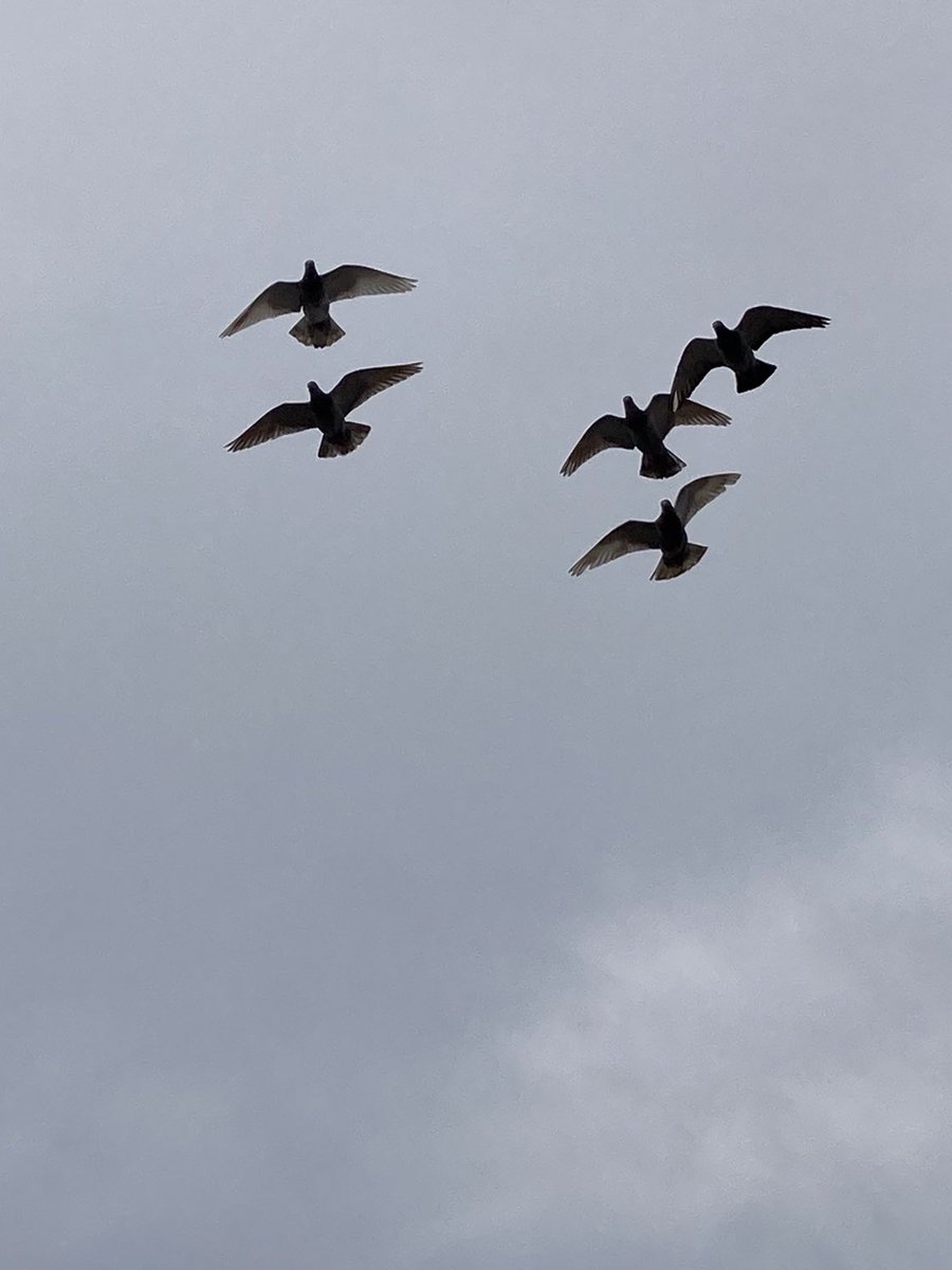 neenee14xx's tweet photo. 🪶🕊️🪶😊
#Flyday #FiveOnFriday https://t.co/WjOVEh9HmY