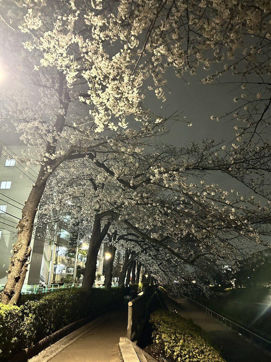 カピ原 tweet media