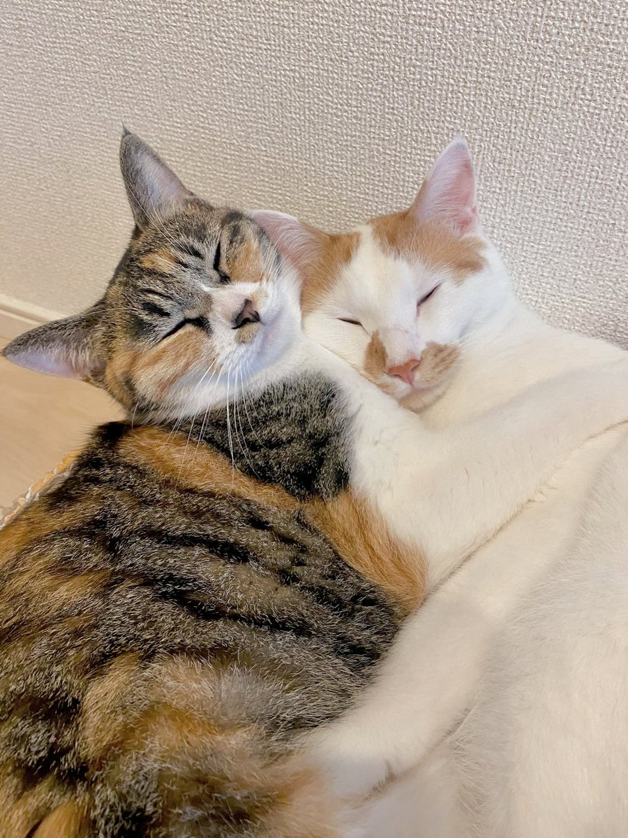まい@冒険中 tweet media