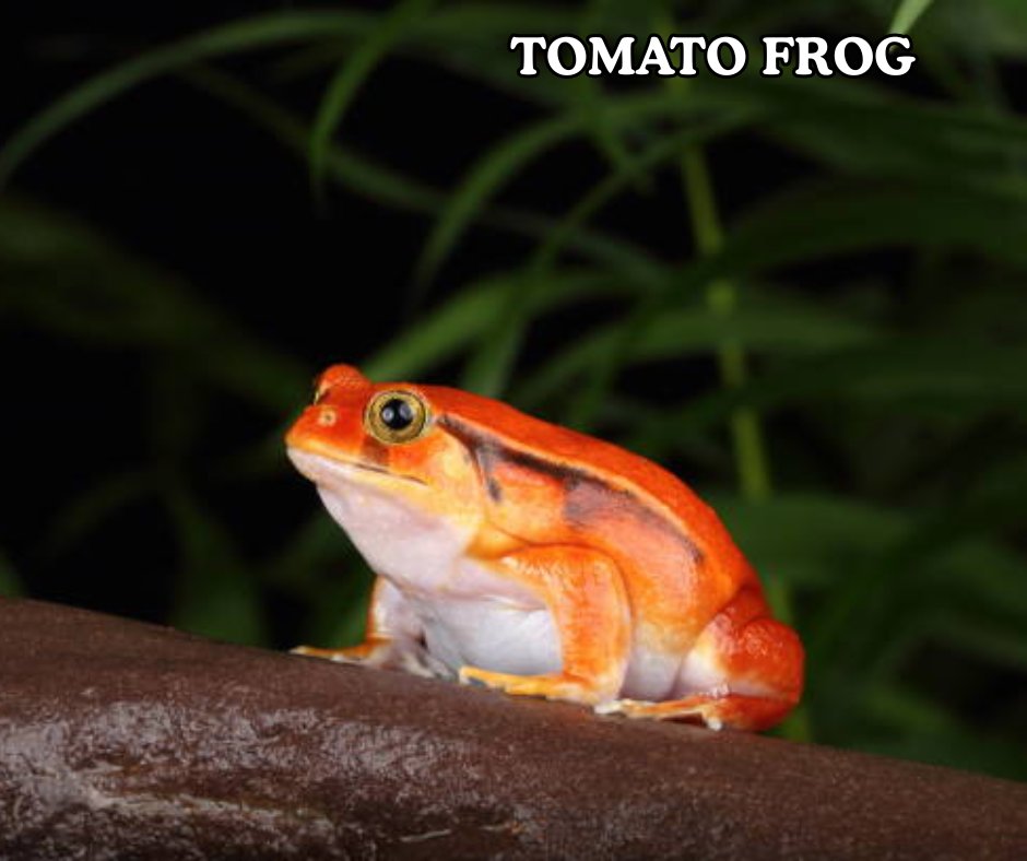 Repticon tweet media