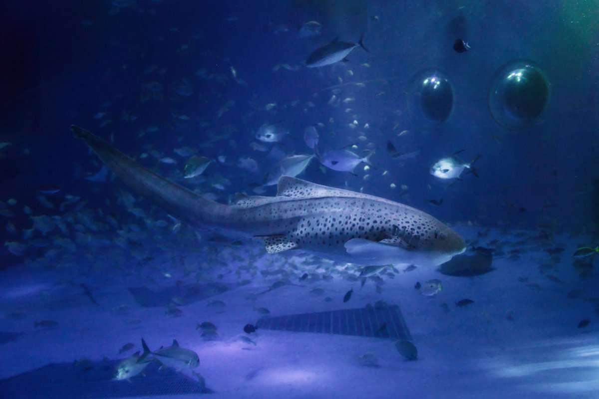 AquaDrops4's tweet photo. のとじま水族館 https://t.co/DENm30rujd