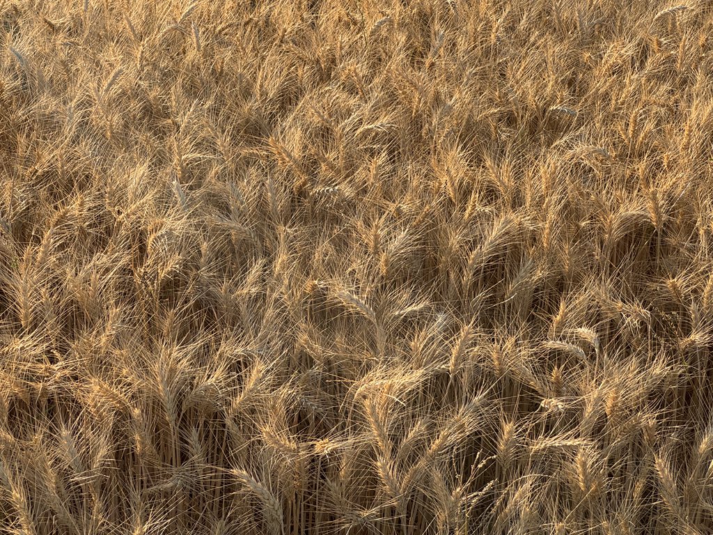 Nirmal tweet media