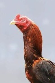 _𝕡𝕟𝕥𝕥_ tweet media