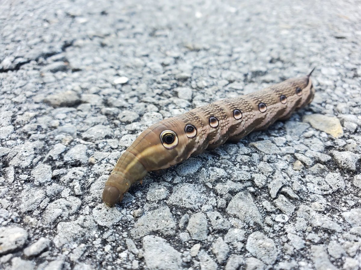 Bonjo🦧 tweet media