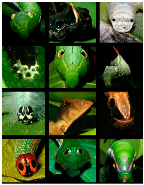 Bonjo🦧 tweet media