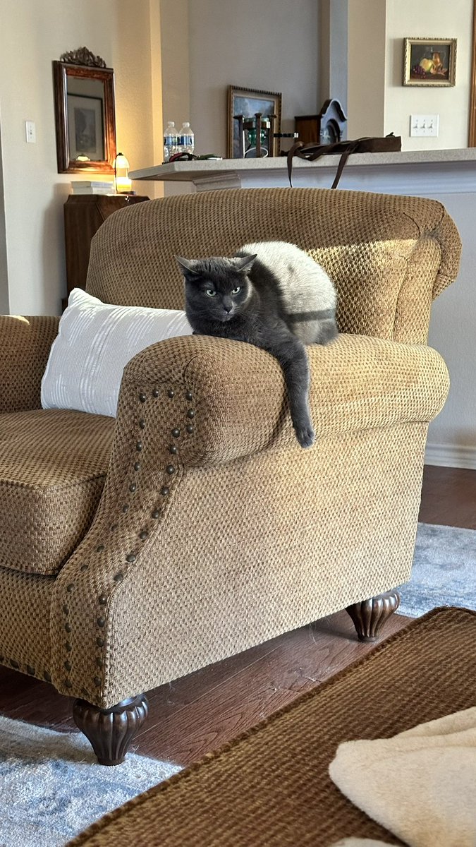 Jan (🌈Walker Texas Sheltie) tweet media