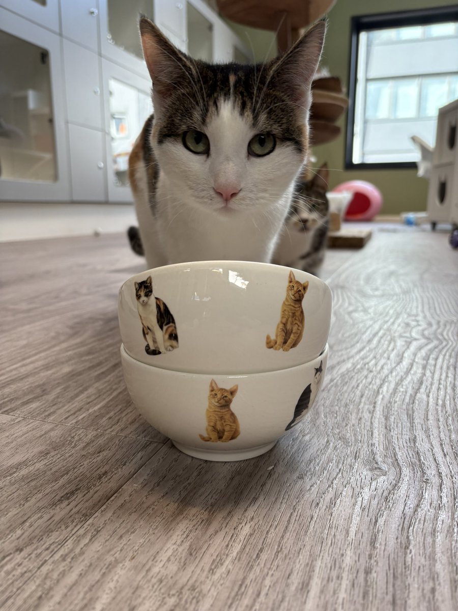 SAZ_katten's tweet photo. Morgen vanaf 11.00 uur op onze Facebook pagina: LENTE VERKOOP! ☀️ 

We verkopen mooie katten spullen en lente tasjes met leuks en lekkers voor je kat. En de opbrengst wordt verdubbeld door @DierenLot! 

Tot morgen?! 

#lente #koopje #katten #Amsterdam #samenvoordieren https://t.co/zPVOjfXBIL