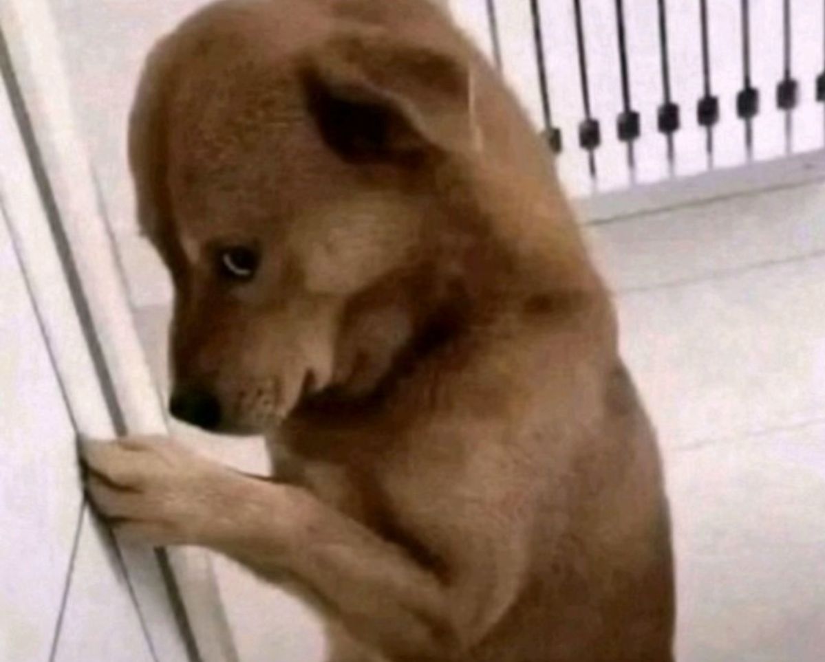 Squishie 🐰🍦 ♡ 2.0 Debut 06/26 ♡ tweet media