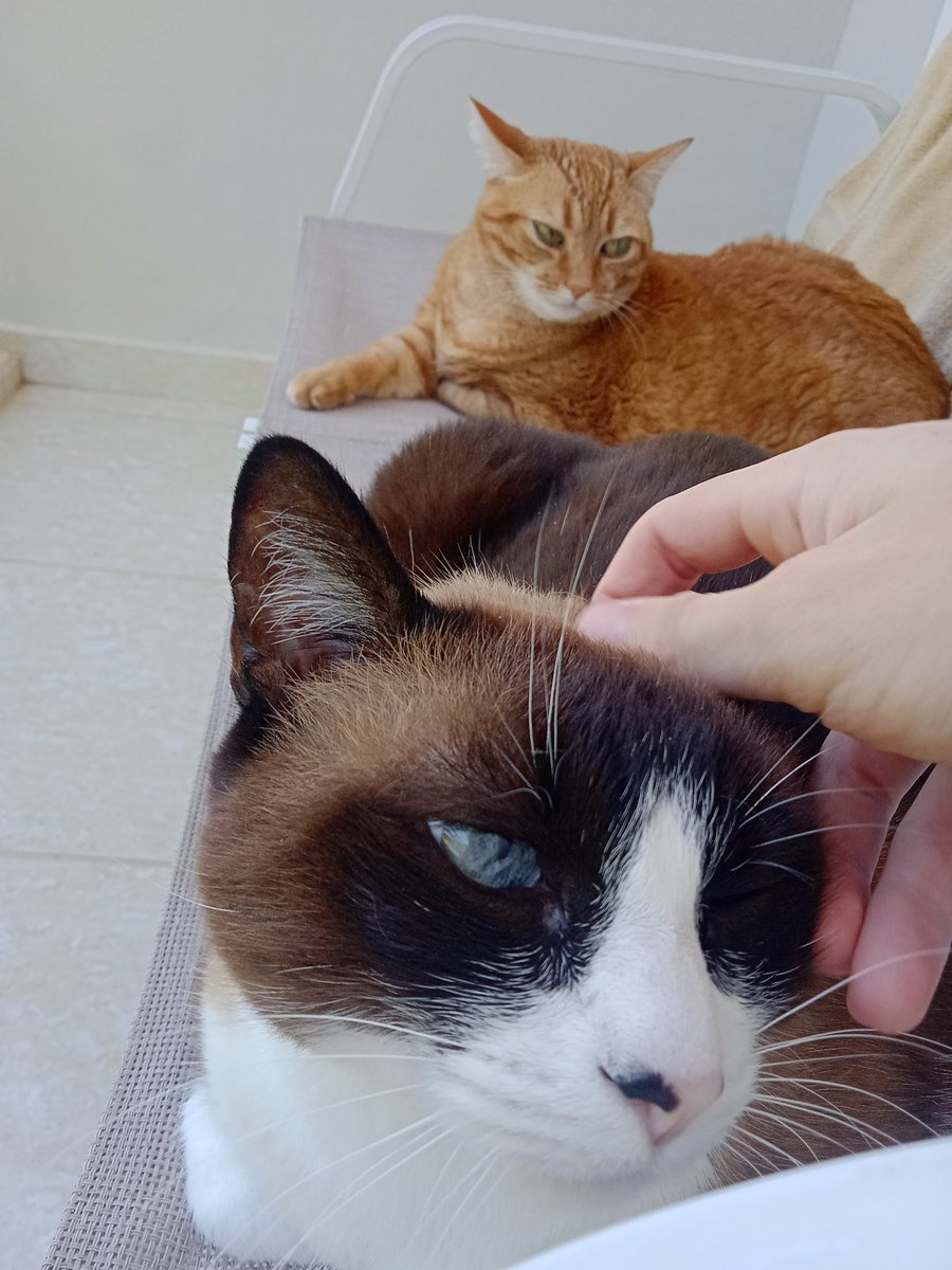 ° ִֶָ tweet media