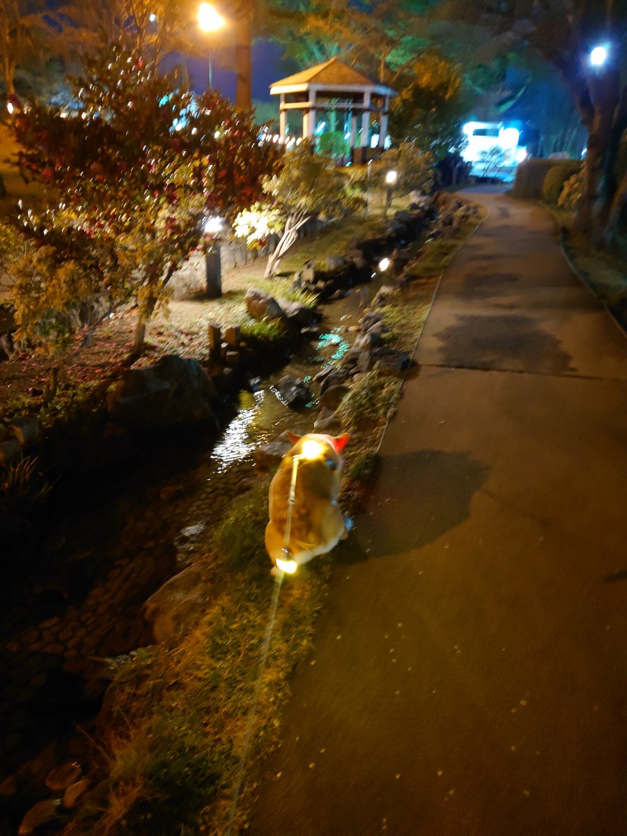 ぽた丸 tweet media