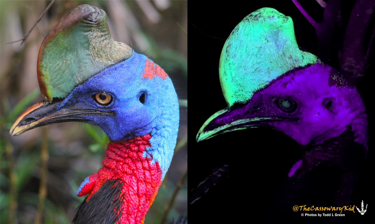 Dr. Todd L. Green tweet media