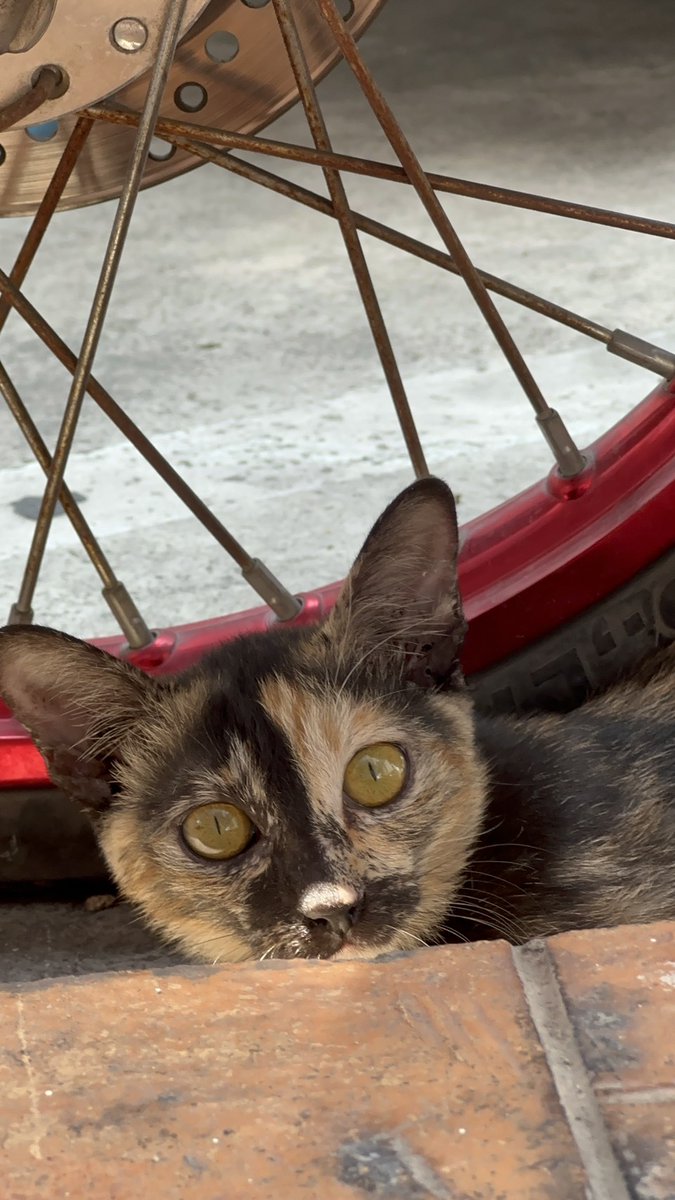 Catster & Co บ้านพักพิงแมวจร tweet media