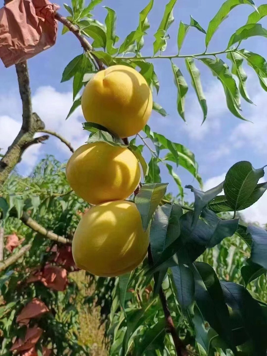 Jaime Western tweet media