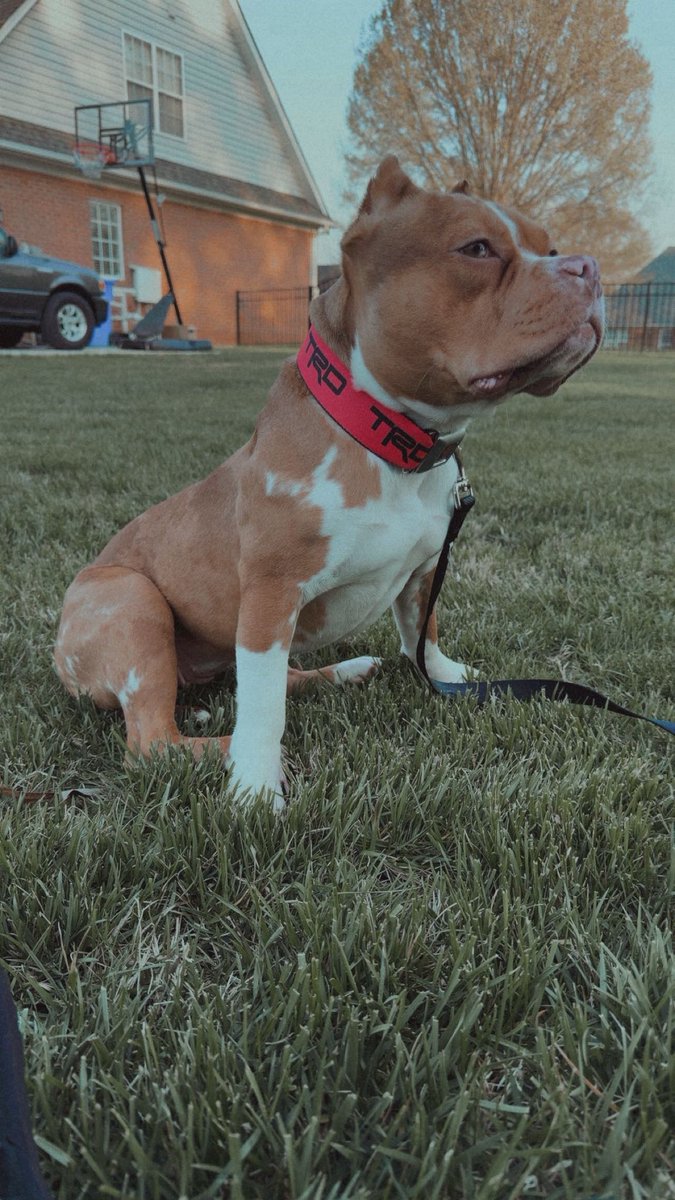 Kaden Honeycutt tweet media