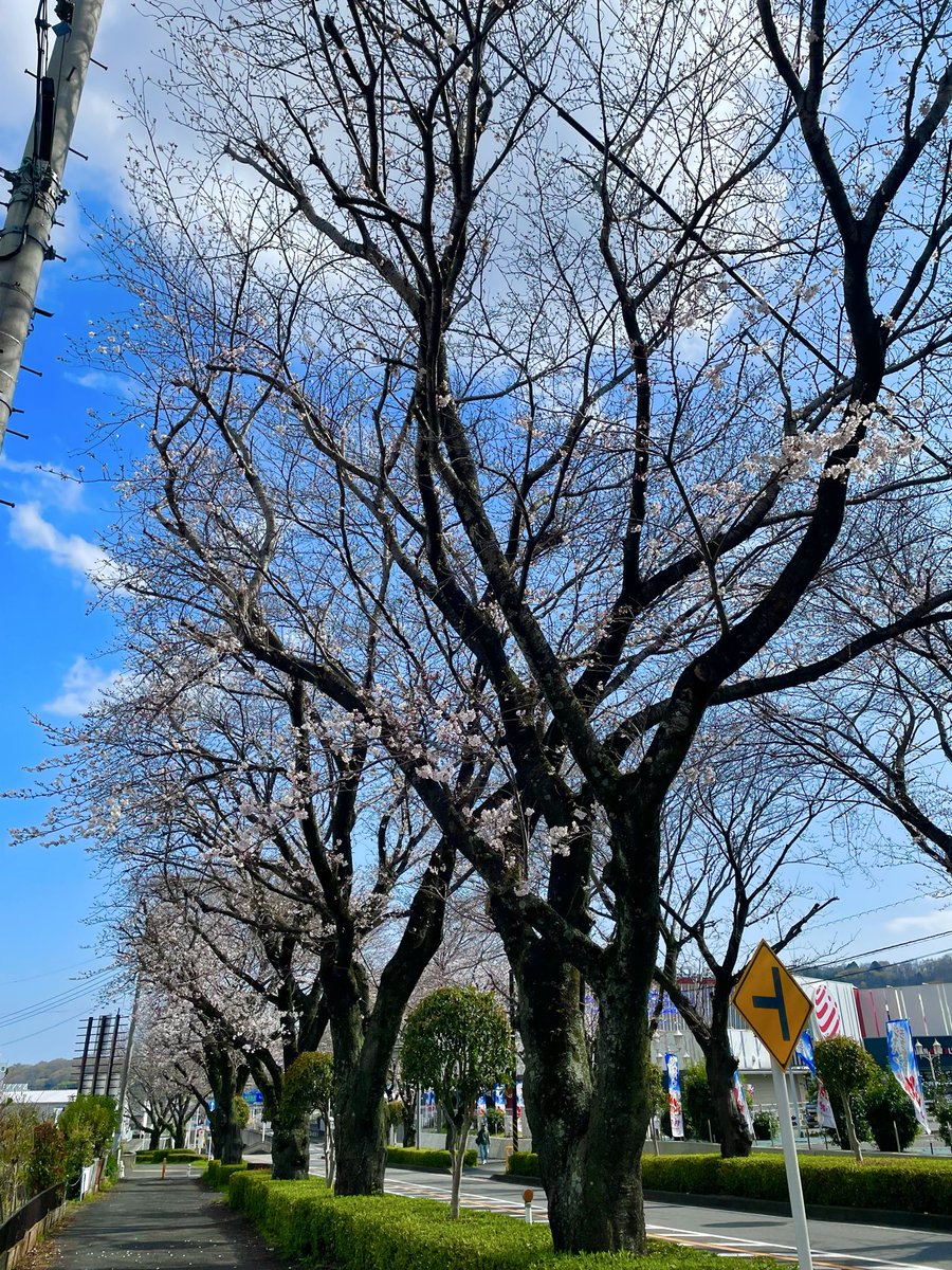 designedbyrosa1's tweet photo. 秦野一人歩き続き🚶‍♀️🌸じばさんずの野菜🥬、にこにこパン工房のパン、はだの桜道🌸秦野駅横地図が置いてあります
I  recommend the cherry blossoms at Hadano. #じばさんず　#生姜糖 #出雲大社相模分祀　#小田急線　#桜　#はだの桜道　#はだの桜　#にこにこパン工房 https://t.co/xD8uzwDUFw