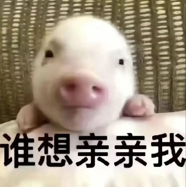 初代小猫 tweet media