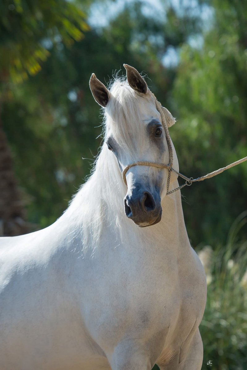 زايد العتيبي tweet media