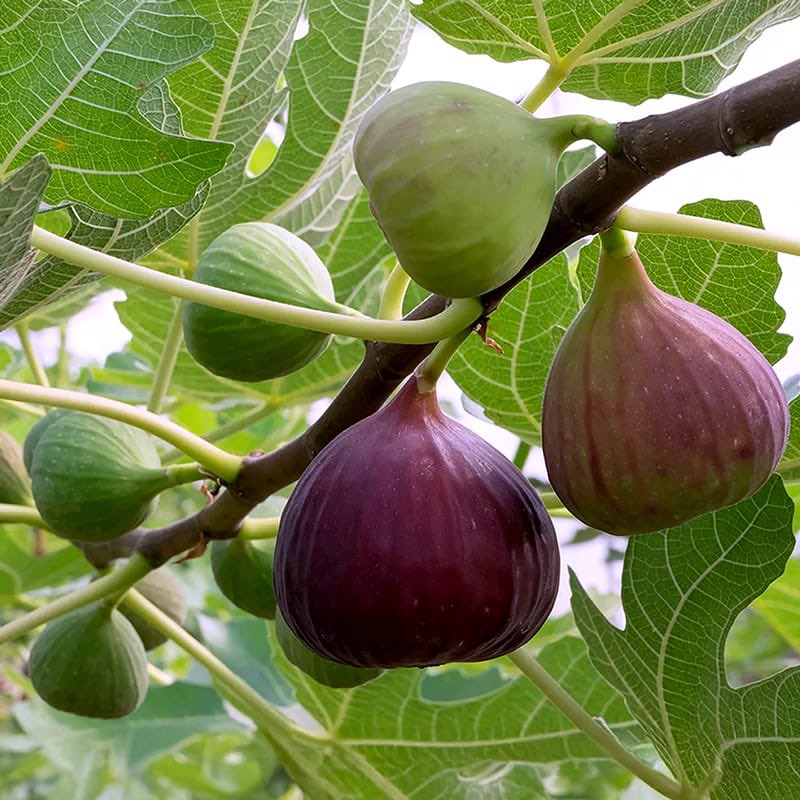 دَحّــــوُمْ | 🇦🇪 tweet media