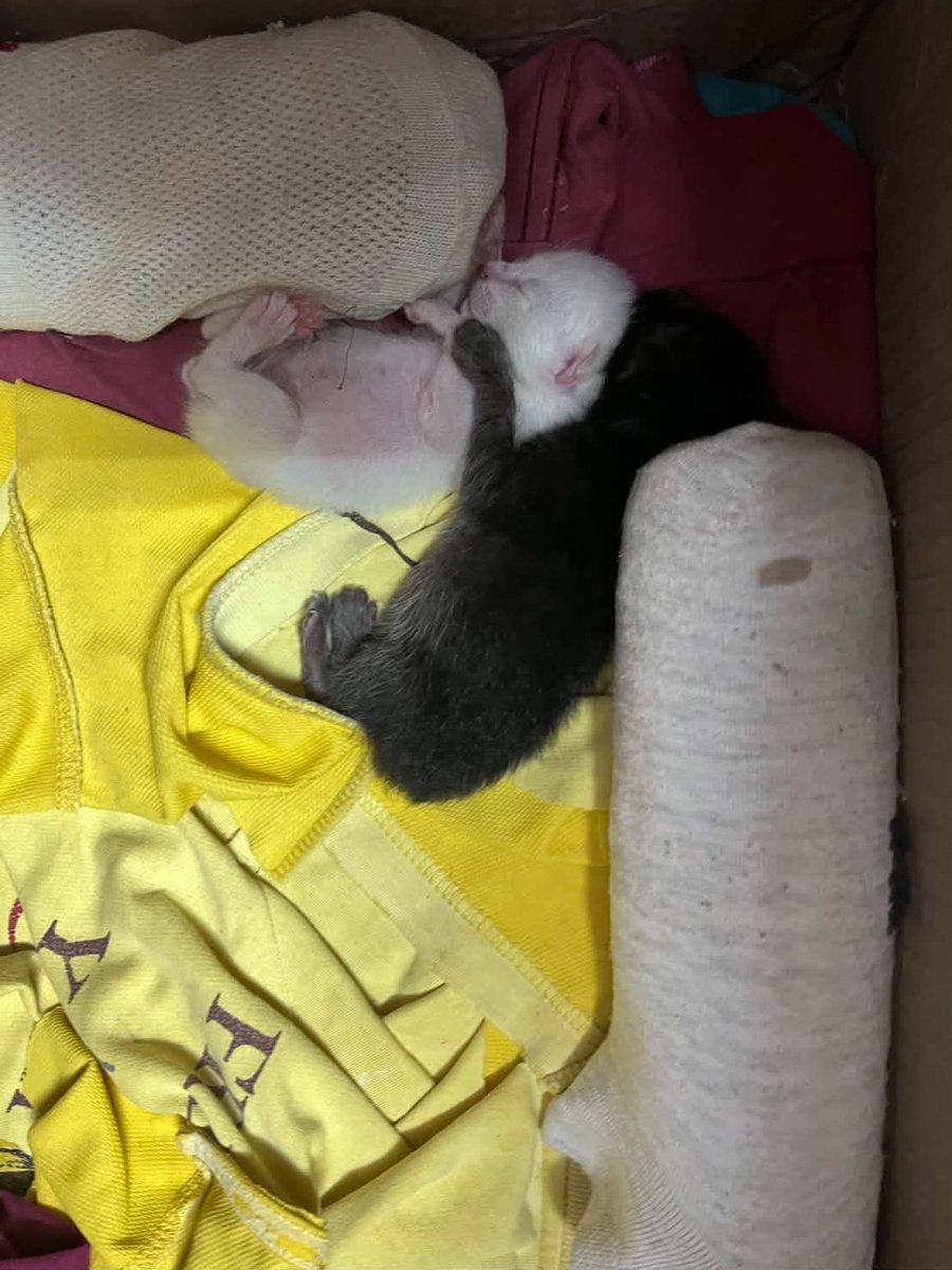 CatsterClub's tweet photo. 🏡หาบ้านให้น้องแมว🏡

น้อง���มวจรกำพร้า 2 ตัวฟรีค่ะ ไม่มีค่าใช้จ่าย
แม่แมวมาคลอดทิ้งไว้ข้างบ้านวันเสาร์ที่ 21 มี.ค.
▫️สีขาว
◾️สีดำ มีแต้มขาวที่หน้าอก
ปล. ถ้ารับคู่กันจะดีมากค่ะ
🍼ต้องป้อนนม ทางเราสามารถช่วยด��แลจนอายุครบเดือน เริ่มกินอาหารเปียกให้ก่อนได้ค่ะ แต่ไม่สามารถเลี้ยงไว้เองได้เนื่องจากแพ้ขนแมว

พิกัด: ตลาดสะพานขาว 

ติดต่อ :คุณดีดี้ 084-1936333
คุณตาต้า 080-4450222
LineID: 0900075072

📌ขอคัดบ้านให้น้องแมวนะคะ