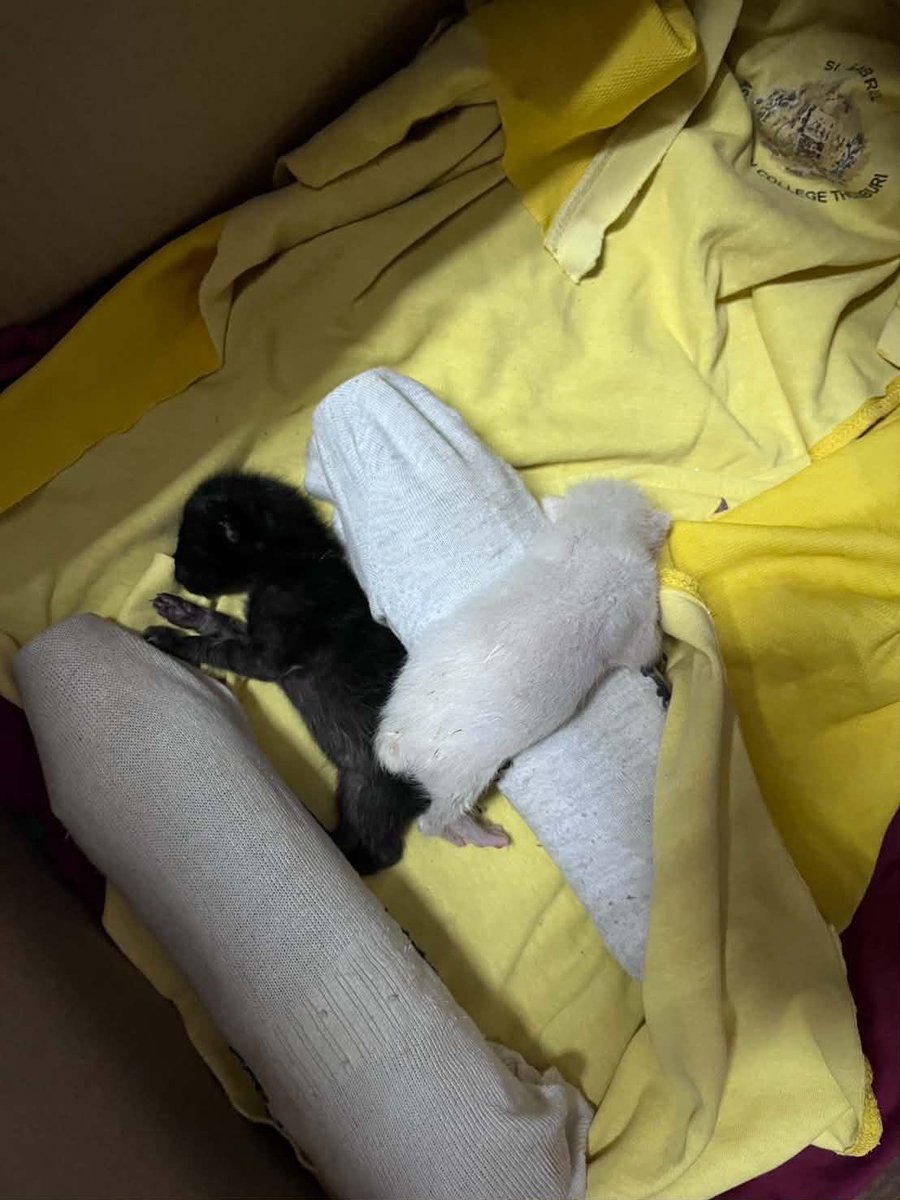 CatsterClub's tweet photo. 🏡หาบ้านให้น้องแมว🏡

น้อง���มวจรกำพร้า 2 ตัวฟรีค่ะ ไม่มีค่าใช้จ่าย
แม่แมวมาคลอดทิ้งไว้ข้างบ้านวันเสาร์ที่ 21 มี.ค.
▫️สีขาว
◾️สีดำ มีแต้มขาวที่หน้าอก
ปล. ถ้ารับคู่กันจะดีมากค่ะ
🍼ต้องป้อนนม ทางเราสามารถช่วยด��แลจนอายุครบเดือน เริ่มกินอาหารเปียกให้ก่อนได้ค่ะ แต่ไม่สามารถเลี้ยงไว้เองได้เนื่องจากแพ้ขนแมว

พิกัด: ตลาดสะพานขาว 

ติดต่อ :คุณดีดี้ 084-1936333
คุณตาต้า 080-4450222
LineID: 0900075072

📌ขอคัดบ้านให้น้องแมวนะคะ