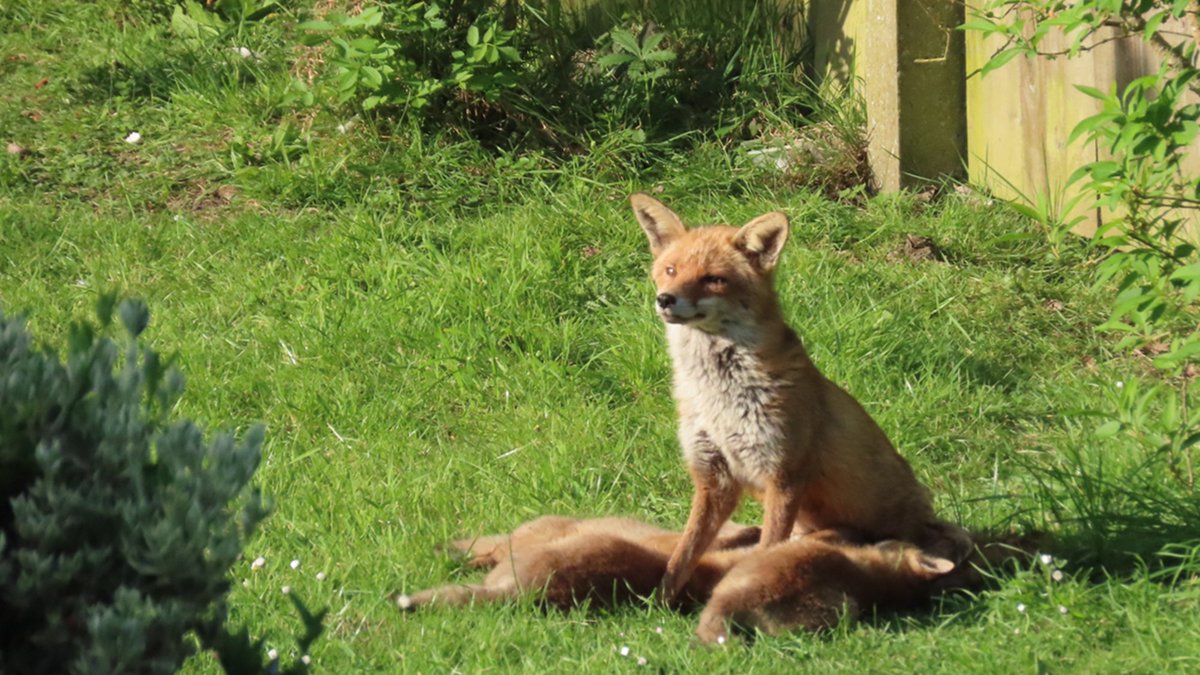 Urbanponds101 tweet media