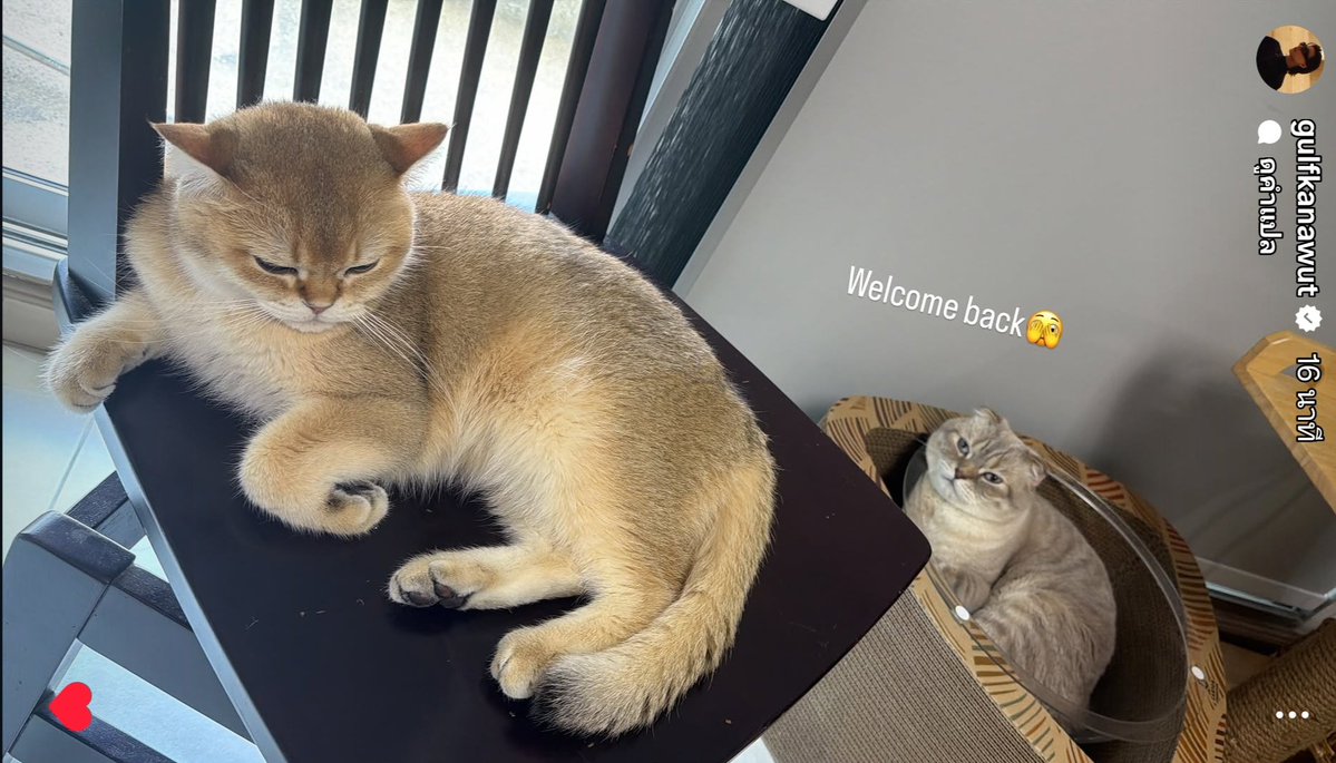 คันนากิ่ว🤍จอบเบิ่ง tweet media