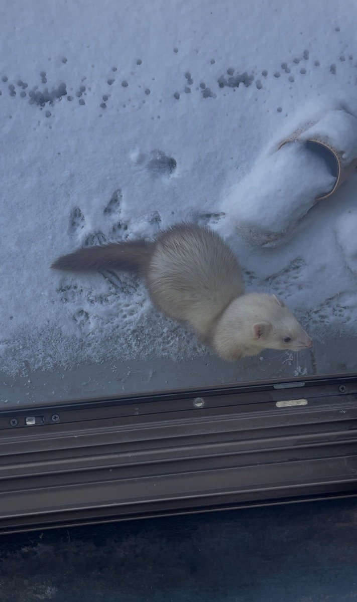 もっちーを探しています tweet media