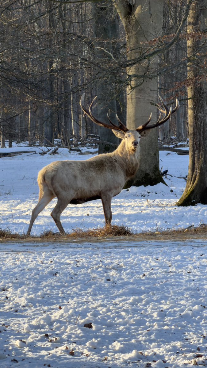 HashanNazmul's tweet photo. Majestic encounter with Saint Louis 🦌❄️
📸 19/02/2026
#WhiteStag #RareWildlife #WildlifePhotography #wintermoments https://t.co/xeG1Rfwp5a