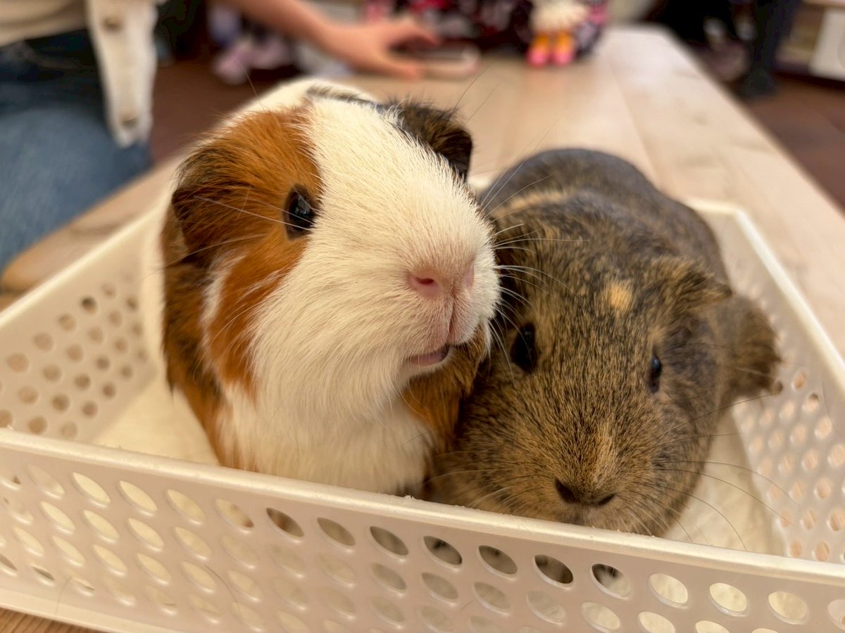 どらやき🐹🌰 tweet media