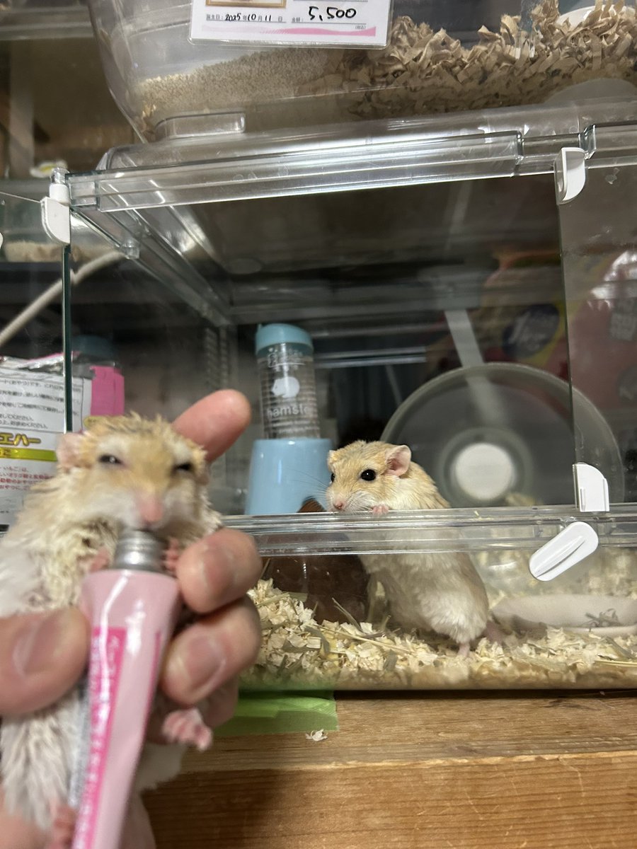 郡南蛮田 平平(ぐなんばんでん　へいぺい) tweet media