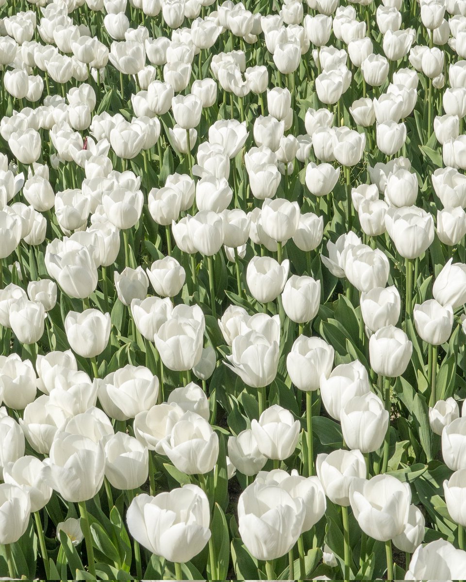 REAL JARDÍN BOTÁNICO tweet media