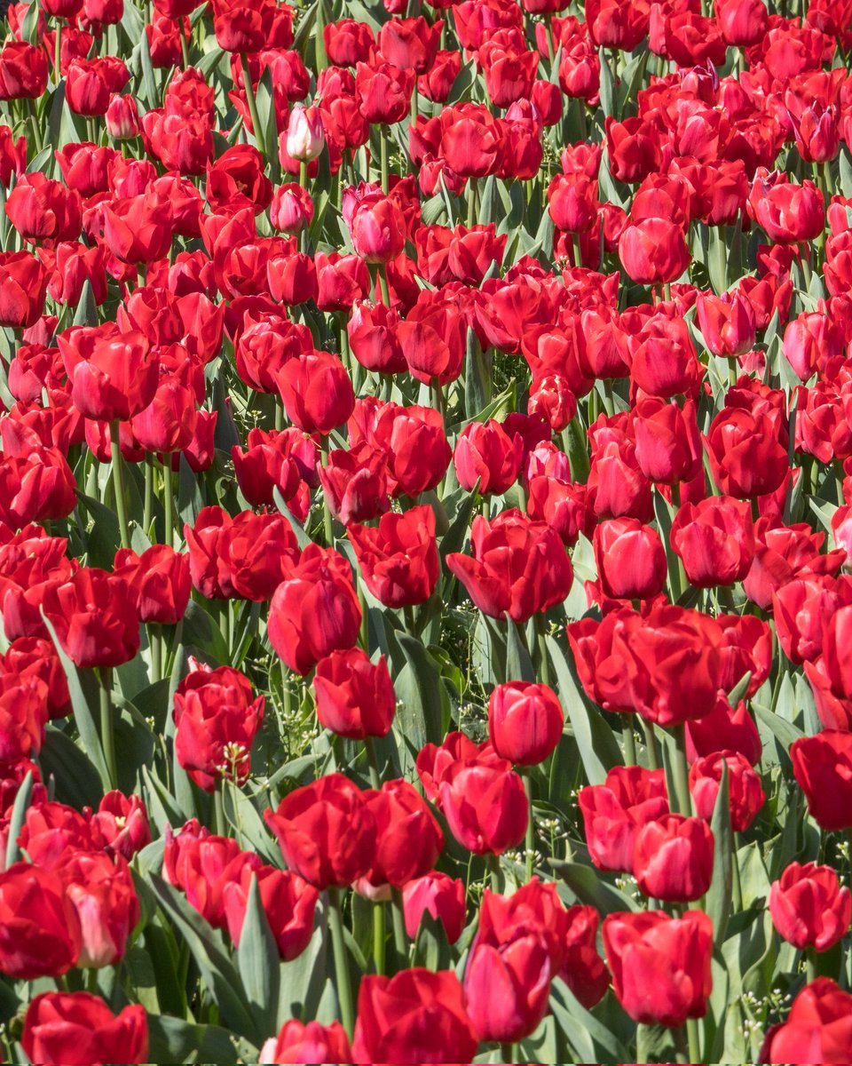 REAL JARDÍN BOTÁNICO tweet media